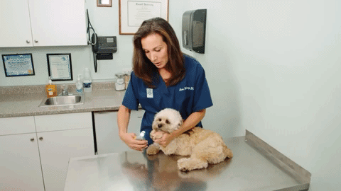 Coupe-griffes Intelligent PawGuard Pro avec Capteurs de Détection Rapide