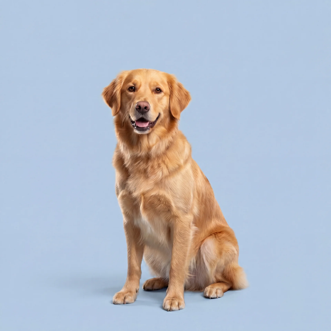 mansuri_home_02_carousel_dogs